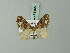  ( - BC ZSM Lep 71495)  @11 [ ] CreativeCommons - Attribution Non-Commercial Share-Alike (2015) Axel Hausmann/Bavarian State Collection of Zoology (ZSM) SNSB, Zoologische Staatssammlung Muenchen