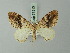  (Euphyia kirschioides - BC ZSM Lep 71513)  @11 [ ] CreativeCommons - Attribution Non-Commercial Share-Alike (2015) Axel Hausmann/Bavarian State Collection of Zoology (ZSM) SNSB, Zoologische Staatssammlung Muenchen