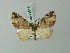  ( - BC ZSM Lep 71516)  @11 [ ] CreativeCommons - Attribution Non-Commercial Share-Alike (2015) Axel Hausmann/Bavarian State Collection of Zoology (ZSM) SNSB, Zoologische Staatssammlung Muenchen