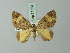  (Euphyia psyroides - BC ZSM Lep 71523)  @11 [ ] CreativeCommons - Attribution Non-Commercial Share-Alike (2015) Axel Hausmann/Bavarian State Collection of Zoology (ZSM) SNSB, Zoologische Staatssammlung Muenchen