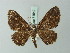  ( - BC ZSM Lep 71540)  @14 [ ] CreativeCommons - Attribution Non-Commercial Share-Alike (2015) Axel Hausmann/Bavarian State Collection of Zoology (ZSM) SNSB, Zoologische Staatssammlung Muenchen