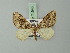  (Electrophaes tsermosaria - BC ZSM Lep 71543)  @11 [ ] CreativeCommons - Attribution Non-Commercial Share-Alike (2015) Axel Hausmann/Bavarian State Collection of Zoology (ZSM) SNSB, Zoologische Staatssammlung Muenchen