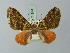  (Hammaptera ignifera - BC ZSM Lep 71544)  @11 [ ] CreativeCommons - Attribution Non-Commercial Share-Alike (2015) Axel Hausmann/Bavarian State Collection of Zoology (ZSM) SNSB, Zoologische Staatssammlung Muenchen