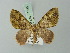  (Hammaptera repandaria - BC ZSM Lep 71545)  @11 [ ] CreativeCommons - Attribution Non-Commercial Share-Alike (2015) Axel Hausmann/Bavarian State Collection of Zoology (ZSM) SNSB, Zoologische Staatssammlung Muenchen