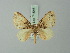  (Hammaptera viridifusata - BC ZSM Lep 71546)  @14 [ ] CreativeCommons - Attribution Non-Commercial Share-Alike (2015) Axel Hausmann/Bavarian State Collection of Zoology (ZSM) SNSB, Zoologische Staatssammlung Muenchen
