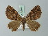  (Hammaptera improbaria - BC ZSM Lep 71547)  @14 [ ] CreativeCommons - Attribution Non-Commercial Share-Alike (2015) Axel Hausmann/Bavarian State Collection of Zoology (ZSM) SNSB, Zoologische Staatssammlung Muenchen