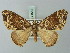  ( - BC ZSM Lep 71552)  @11 [ ] CreativeCommons - Attribution Non-Commercial Share-Alike (2015) Axel Hausmann/Bavarian State Collection of Zoology (ZSM) SNSB, Zoologische Staatssammlung Muenchen