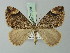  (Chloroclysta dentifera - BC ZSM Lep 71558)  @11 [ ] CreativeCommons - Attribution Non-Commercial Share-Alike (2015) Axel Hausmann/Bavarian State Collection of Zoology (ZSM) SNSB, Zoologische Staatssammlung Muenchen