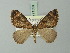  (Chloroclysta - BC ZSM Lep 71559)  @15 [ ] CreativeCommons - Attribution Non-Commercial Share-Alike (2015) Axel Hausmann/Bavarian State Collection of Zoology (ZSM) SNSB, Zoologische Staatssammlung Muenchen