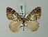 (Chloroclysta sikkimensis - BC ZSM Lep 71560)  @11 [ ] CreativeCommons - Attribution Non-Commercial Share-Alike (2015) Axel Hausmann/Bavarian State Collection of Zoology (ZSM) SNSB, Zoologische Staatssammlung Muenchen