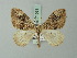  (Heterothera dentifasciata - BC ZSM Lep 71561)  @11 [ ] CreativeCommons - Attribution Non-Commercial Share-Alike (2015) Axel Hausmann/Bavarian State Collection of Zoology (ZSM) SNSB, Zoologische Staatssammlung Muenchen