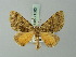  ( - BC ZSM Lep 71563)  @11 [ ] CreativeCommons - Attribution Non-Commercial Share-Alike (2015) Axel Hausmann/Bavarian State Collection of Zoology (ZSM) SNSB, Zoologische Staatssammlung Muenchen