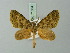  (Spargania dulciferata - BC ZSM Lep 71564)  @11 [ ] CreativeCommons - Attribution Non-Commercial Share-Alike (2015) Axel Hausmann/Bavarian State Collection of Zoology (ZSM) SNSB, Zoologische Staatssammlung Muenchen