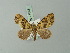  (Spargania quadripunctata - BC ZSM Lep 71565)  @11 [ ] CreativeCommons - Attribution Non-Commercial Share-Alike (2015) Axel Hausmann/Bavarian State Collection of Zoology (ZSM) SNSB, Zoologische Staatssammlung Muenchen