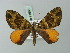  (Spargania locuples - BC ZSM Lep 71566)  @14 [ ] CreativeCommons - Attribution Non-Commercial Share-Alike (2015) Axel Hausmann/Bavarian State Collection of Zoology (ZSM) SNSB, Zoologische Staatssammlung Muenchen