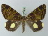  ( - BC ZSM Lep 71572)  @11 [ ] CreativeCommons - Attribution Non-Commercial Share-Alike (2015) Axel Hausmann/Bavarian State Collection of Zoology (ZSM) SNSB, Zoologische Staatssammlung Muenchen