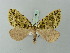  (Cirrolygris momaria - BC ZSM Lep 71573)  @11 [ ] CreativeCommons - Attribution Non-Commercial Share-Alike (2015) Axel Hausmann/Bavarian State Collection of Zoology (ZSM) SNSB, Zoologische Staatssammlung Muenchen