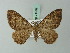  (Rheumaptera intensa - BC ZSM Lep 71582)  @14 [ ] CreativeCommons - Attribution Non-Commercial Share-Alike (2015) Axel Hausmann/Bavarian State Collection of Zoology (ZSM) SNSB, Zoologische Staatssammlung Muenchen