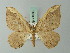  (Rheumaptera gavara - BC ZSM Lep 71583)  @13 [ ] CreativeCommons - Attribution Non-Commercial Share-Alike (2015) Axel Hausmann/Bavarian State Collection of Zoology (ZSM) SNSB, Zoologische Staatssammlung Muenchen