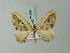  (Rheumaptera pallidivittata - BC ZSM Lep 71584)  @12 [ ] CreativeCommons - Attribution Non-Commercial Share-Alike (2015) Axel Hausmann/Bavarian State Collection of Zoology (ZSM) SNSB, Zoologische Staatssammlung Muenchen