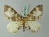  (Rheumaptera abraxidia - BC ZSM Lep 71585)  @11 [ ] CreativeCommons - Attribution Non-Commercial Share-Alike (2015) Axel Hausmann/Bavarian State Collection of Zoology (ZSM) SNSB, Zoologische Staatssammlung Muenchen