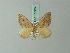  (Paromala - BC ZSM Lep 71586)  @11 [ ] CreativeCommons - Attribution Non-Commercial Share-Alike (2015) Axel Hausmann/Bavarian State Collection of Zoology (ZSM) SNSB, Zoologische Staatssammlung Muenchen