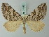  (Aplocera - BC ZSM Lep 71589)  @15 [ ] CreativeCommons - Attribution Non-Commercial Share-Alike (2015) Axel Hausmann/Bavarian State Collection of Zoology (ZSM) SNSB, Zoologische Staatssammlung Muenchen