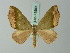  ( - BC ZSM Lep 71590)  @13 [ ] CreativeCommons - Attribution Non-Commercial Share-Alike (2015) Axel Hausmann/Bavarian State Collection of Zoology (ZSM) SNSB, Zoologische Staatssammlung Muenchen