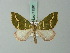  (Sarracena leptaliaria - BC ZSM Lep 71591)  @11 [ ] CreativeCommons - Attribution Non-Commercial Share-Alike (2015) Axel Hausmann/Bavarian State Collection of Zoology (ZSM) SNSB, Zoologische Staatssammlung Muenchen