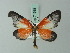  (Eudule albifera - BC ZSM Lep 71592)  @14 [ ] CreativeCommons - Attribution Non-Commercial Share-Alike (2015) Axel Hausmann/Bavarian State Collection of Zoology (ZSM) SNSB, Zoologische Staatssammlung Muenchen