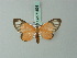  (Eudule amica - BC ZSM Lep 71593)  @11 [ ] CreativeCommons - Attribution Non-Commercial Share-Alike (2015) Axel Hausmann/Bavarian State Collection of Zoology (ZSM) SNSB, Zoologische Staatssammlung Muenchen