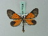  (Eudule herona - BC ZSM Lep 71594)  @11 [ ] CreativeCommons - Attribution Non-Commercial Share-Alike (2015) Axel Hausmann/Bavarian State Collection of Zoology (ZSM) SNSB, Zoologische Staatssammlung Muenchen