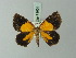  (Heterusia atalantata - BC ZSM Lep 71604)  @11 [ ] CreativeCommons - Attribution Non-Commercial Share-Alike (2015) Axel Hausmann/Bavarian State Collection of Zoology (ZSM) SNSB, Zoologische Staatssammlung Muenchen