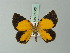  (Heterusia declivis - BC ZSM Lep 71605)  @11 [ ] CreativeCommons - Attribution Non-Commercial Share-Alike (2015) Axel Hausmann/Bavarian State Collection of Zoology (ZSM) SNSB, Zoologische Staatssammlung Muenchen
