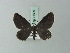  (Eutrepsia mamitus - BC ZSM Lep 71609)  @11 [ ] CreativeCommons - Attribution Non-Commercial Share-Alike (2015) Axel Hausmann/Bavarian State Collection of Zoology (ZSM) SNSB, Zoologische Staatssammlung Muenchen