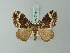  (Mimoclystia dimorpha - BC ZSM Lep 71610)  @11 [ ] CreativeCommons - Attribution Non-Commercial Share-Alike (2015) Axel Hausmann/Bavarian State Collection of Zoology (ZSM) SNSB, Zoologische Staatssammlung Muenchen