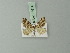  ( - BC ZSM Lep 71614)  @11 [ ] CreativeCommons - Attribution Non-Commercial Share-Alike (2015) Axel Hausmann/Bavarian State Collection of Zoology (ZSM) SNSB, Zoologische Staatssammlung Muenchen