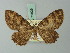  ( - BC ZSM Lep 71829)  @12 [ ] CreativeCommons - Attribution Non-Commercial Share-Alike (2015) Axel Hausmann/Bavarian State Collection of Zoology (ZSM) SNSB, Zoologische Staatssammlung Muenchen