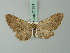  ( - BC ZSM Lep 71831)  @14 [ ] CreativeCommons - Attribution Non-Commercial Share-Alike (2015) Axel Hausmann/Bavarian State Collection of Zoology (ZSM) SNSB, Zoologische Staatssammlung Muenchen