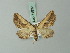  ( - BC ZSM Lep 71832)  @11 [ ] CreativeCommons - Attribution Non-Commercial Share-Alike (2015) Axel Hausmann/Bavarian State Collection of Zoology (ZSM) SNSB, Zoologische Staatssammlung Muenchen