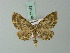  (Horisme albifascia - BC ZSM Lep 71833)  @11 [ ] CreativeCommons - Attribution Non-Commercial Share-Alike (2015) Axel Hausmann/Bavarian State Collection of Zoology (ZSM) SNSB, Zoologische Staatssammlung Muenchen