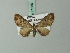  (Eupithecia robiginascens - BC ZSM Lep 71836)  @11 [ ] CreativeCommons - Attribution Non-Commercial Share-Alike (2015) Axel Hausmann/Bavarian State Collection of Zoology (ZSM) SNSB, Zoologische Staatssammlung Muenchen