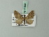  (Eupithecia lineosa - BC ZSM Lep 71839)  @11 [ ] CreativeCommons - Attribution Non-Commercial Share-Alike (2015) Axel Hausmann/Bavarian State Collection of Zoology (ZSM) SNSB, Zoologische Staatssammlung Muenchen