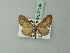  (Eupithecia peguensis - BC ZSM Lep 71840)  @11 [ ] CreativeCommons - Attribution Non-Commercial Share-Alike (2015) Axel Hausmann/Bavarian State Collection of Zoology (ZSM) SNSB, Zoologische Staatssammlung Muenchen