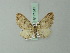  (Eupithecia asempiterna - BC ZSM Lep 71841)  @11 [ ] CreativeCommons - Attribution Non-Commercial Share-Alike (2015) Axel Hausmann/Bavarian State Collection of Zoology (ZSM) SNSB, Zoologische Staatssammlung Muenchen