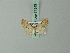  (Eupithecia mundiscripta - BC ZSM Lep 71843)  @11 [ ] CreativeCommons - Attribution Non-Commercial Share-Alike (2015) Axel Hausmann/Bavarian State Collection of Zoology (ZSM) SNSB, Zoologische Staatssammlung Muenchen