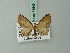  (Eupithecia balintzsolti - BC ZSM Lep 71846)  @11 [ ] CreativeCommons - Attribution Non-Commercial Share-Alike (2015) Axel Hausmann/Bavarian State Collection of Zoology (ZSM) SNSB, Zoologische Staatssammlung Muenchen