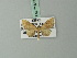  (Eupithecia fulvipennis - BC ZSM Lep 71847)  @11 [ ] CreativeCommons - Attribution Non-Commercial Share-Alike (2015) Axel Hausmann/Bavarian State Collection of Zoology (ZSM) SNSB, Zoologische Staatssammlung Muenchen