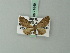  (Eupithecia raniata - BC ZSM Lep 71849)  @11 [ ] CreativeCommons - Attribution Non-Commercial Share-Alike (2015) Axel Hausmann/Bavarian State Collection of Zoology (ZSM) SNSB, Zoologische Staatssammlung Muenchen