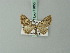  (Eupithecia mesodeicta - BC ZSM Lep 71850)  @11 [ ] CreativeCommons - Attribution Non-Commercial Share-Alike (2015) Axel Hausmann/Bavarian State Collection of Zoology (ZSM) SNSB, Zoologische Staatssammlung Muenchen